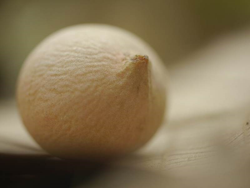 Cọ lá nón