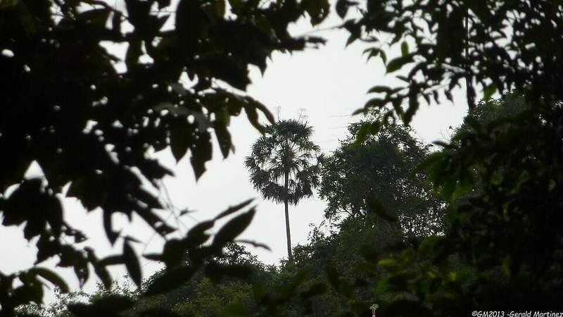Kè đuôi dông