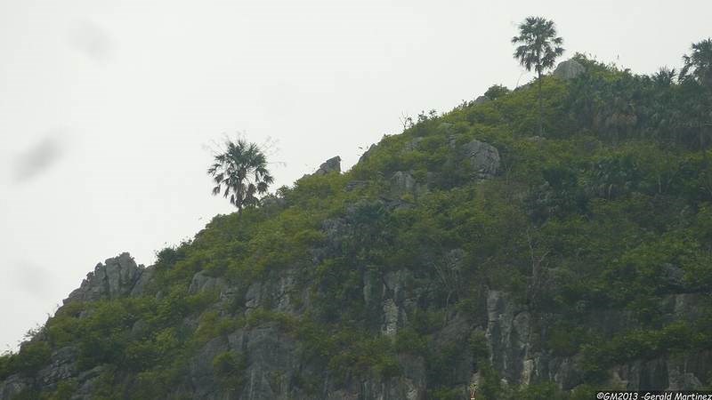 Kè đuôi dông