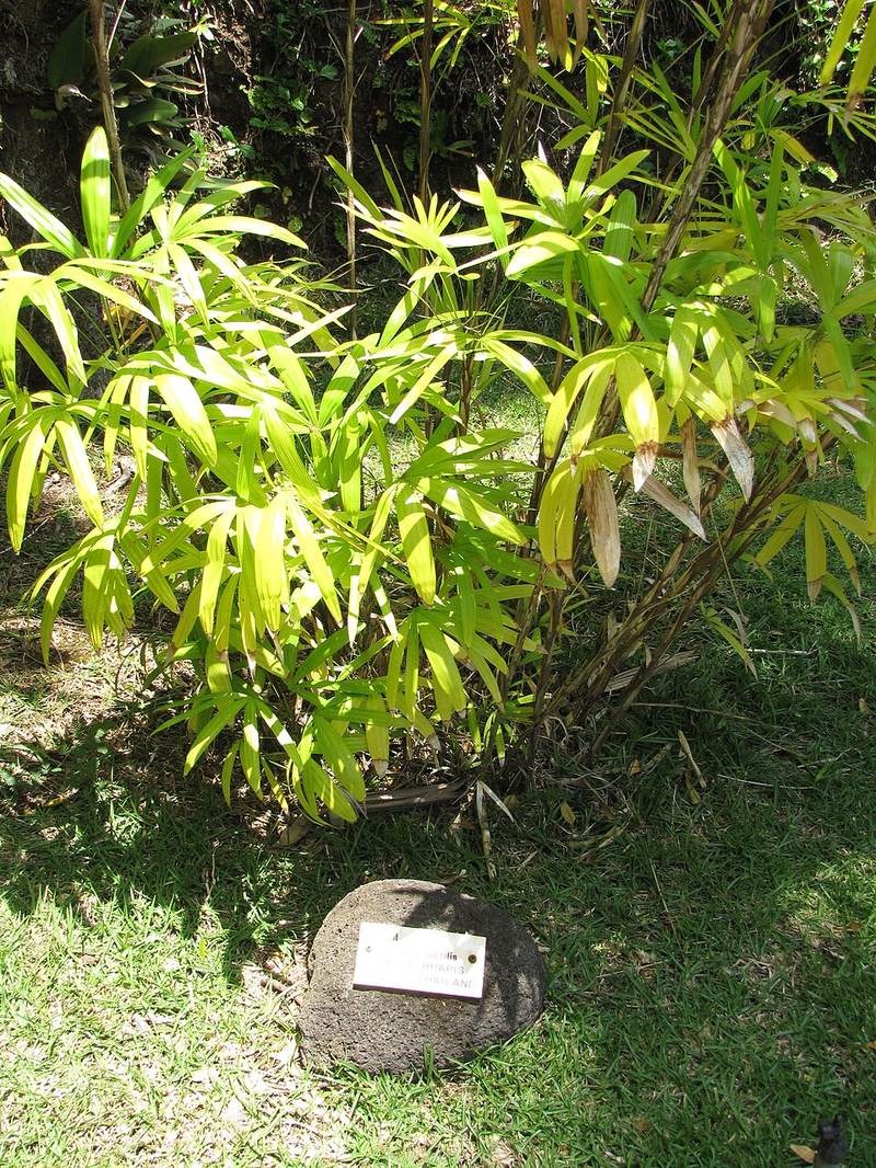 Lụi (mật cật lá tròn)