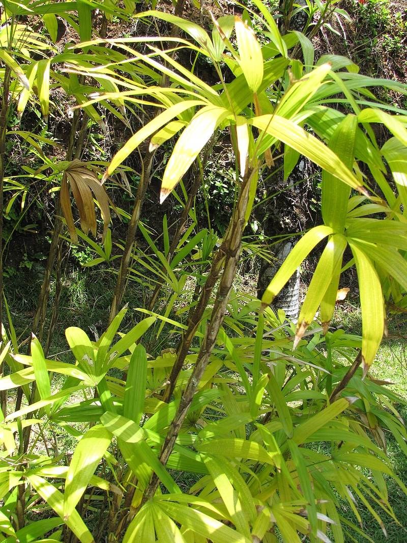 Lụi (mật cật lá tròn)