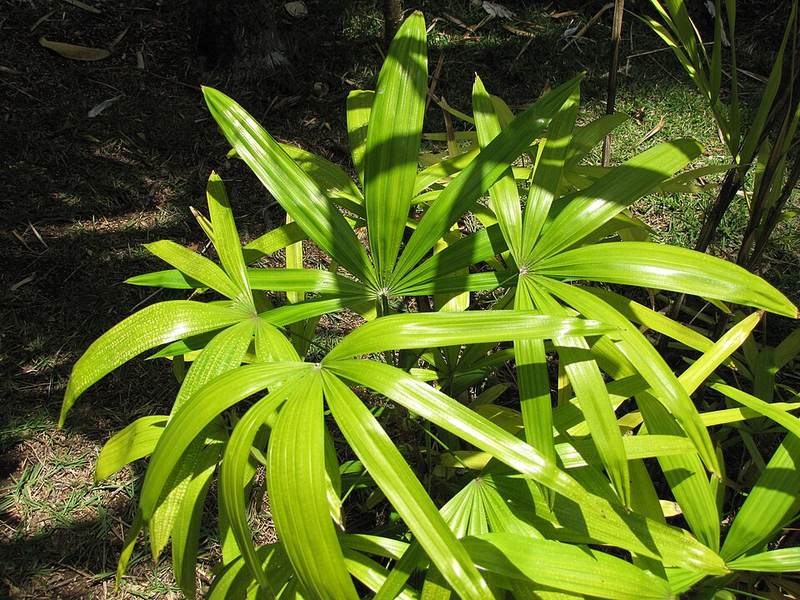 Lụi (mật cật lá tròn)