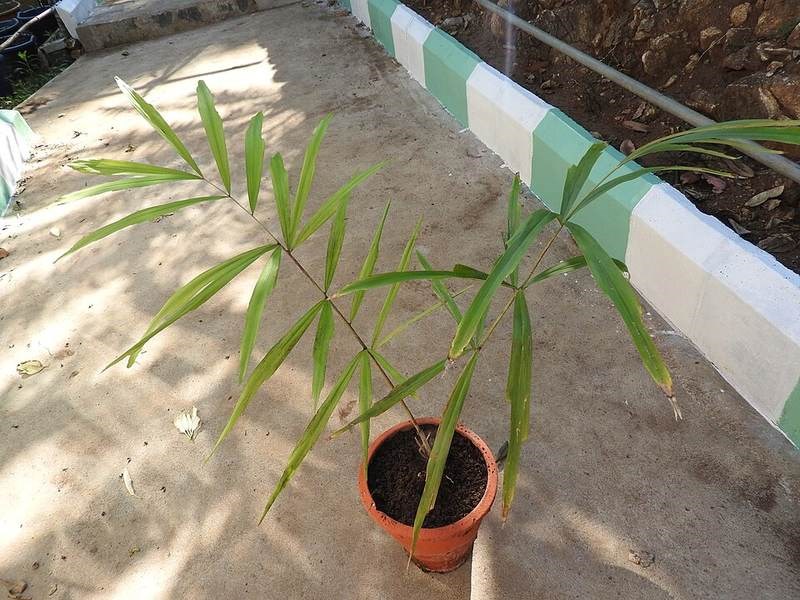 Đủng đỉnh núi (rừng)