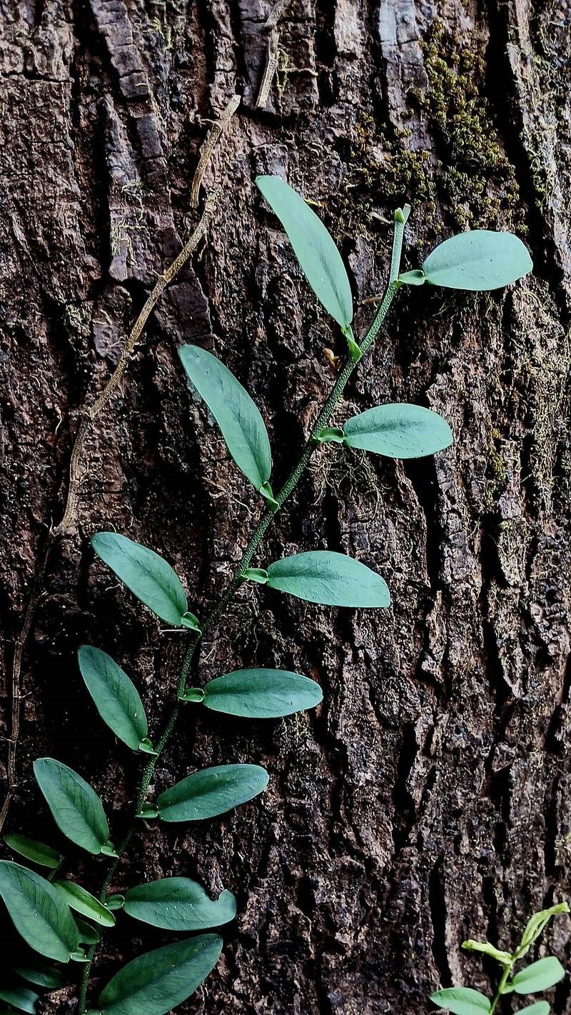 Trầu bà rừng lá tim