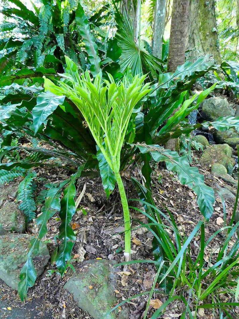 Ráy chân vịt rừng