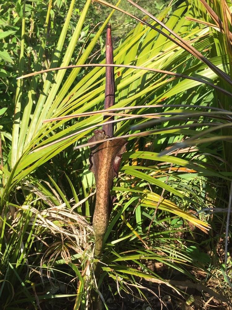 Cây nưa (khoai nưa)