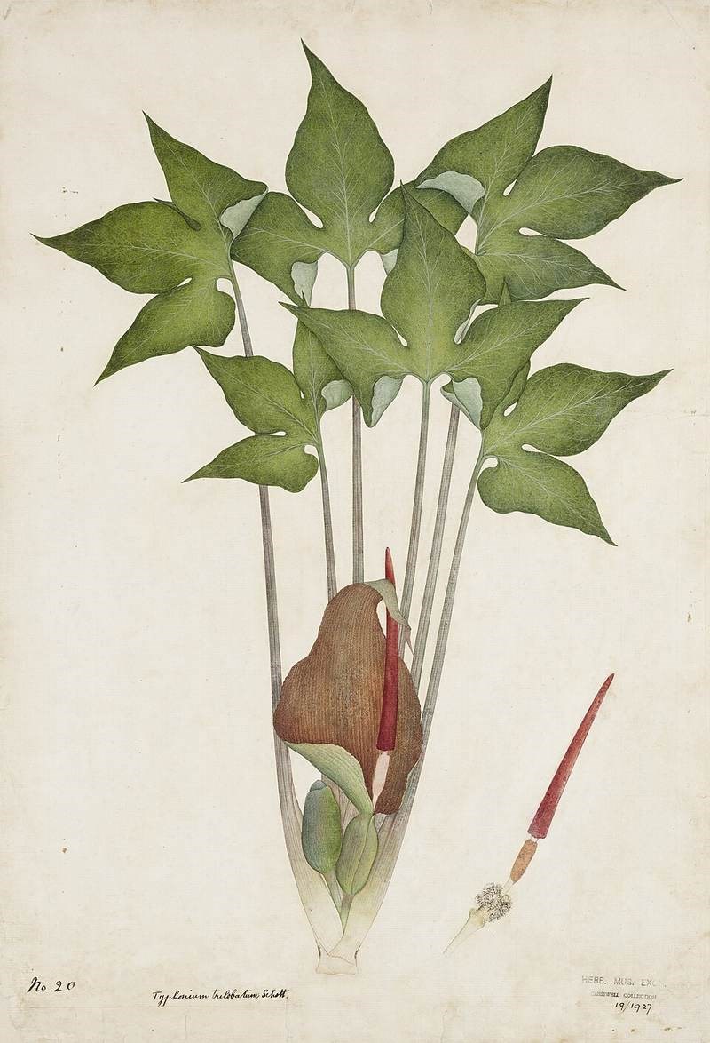 Bán hạ nam (củ chóc)