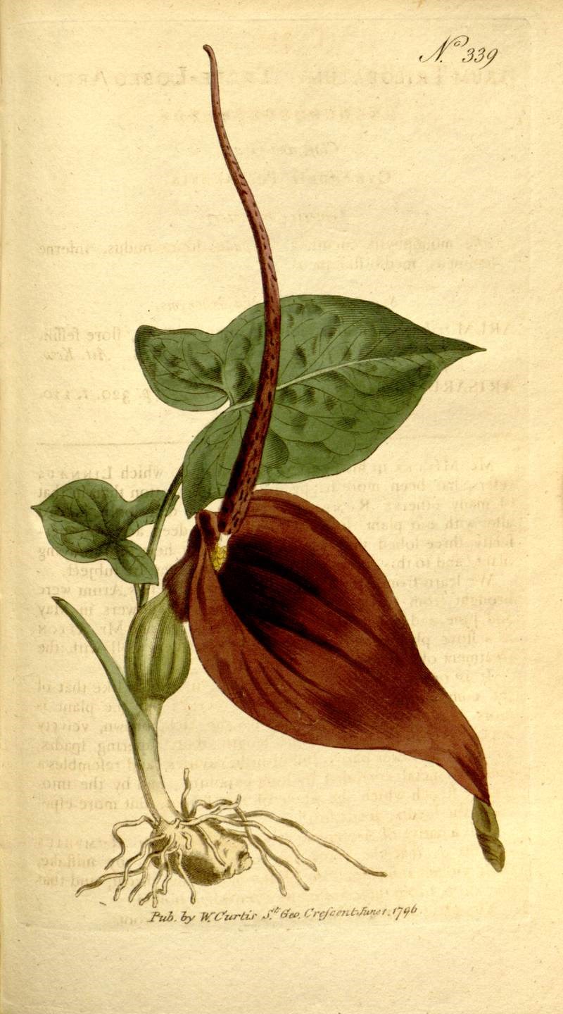 Bán hạ nam (củ chóc)
