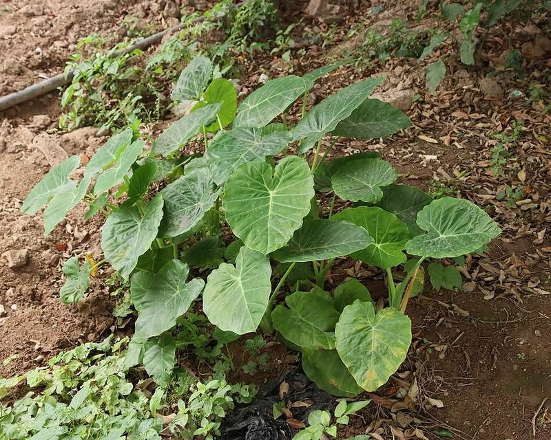 Môn nước (ráy nước)