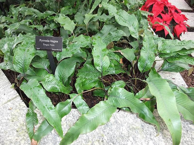 Ráng tây sơn (dương xỉ vẩy ốc)