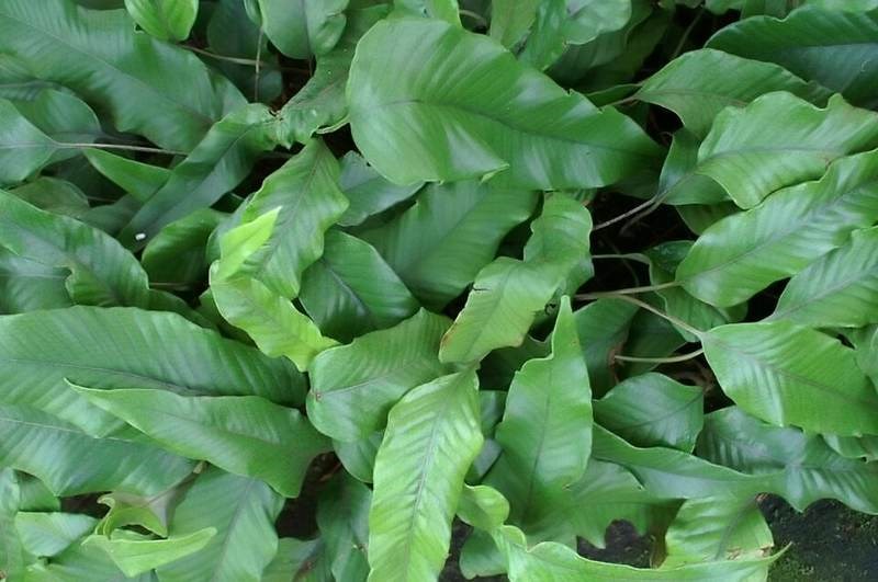 Ráng tây sơn (dương xỉ vẩy ốc)