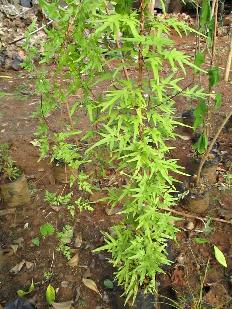 Bòng bong leo lá nhỏ