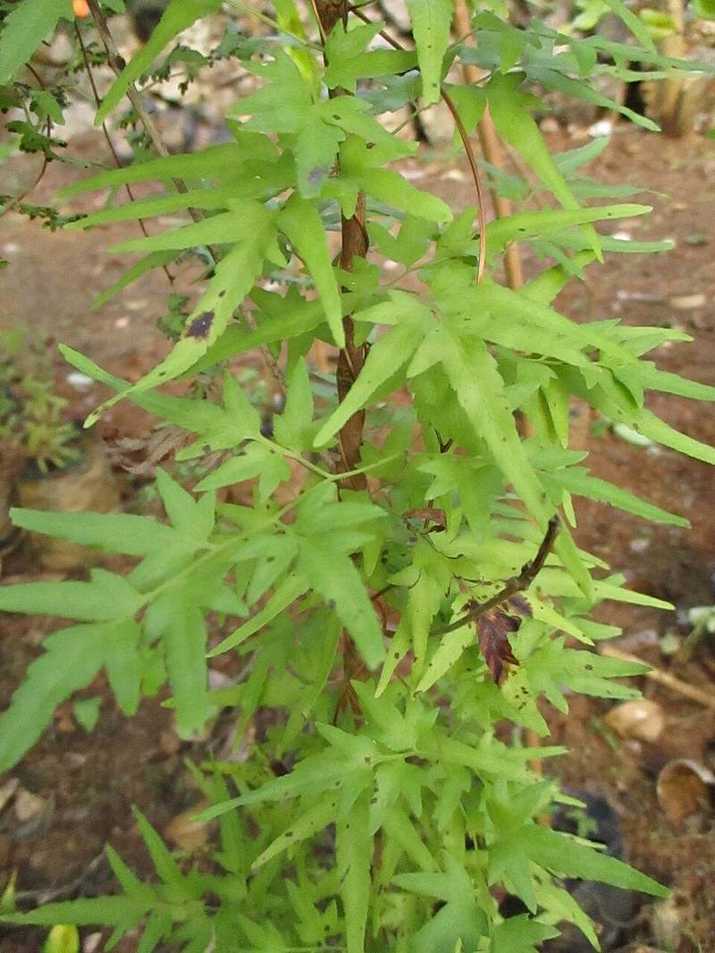 Bòng bong leo lá nhỏ