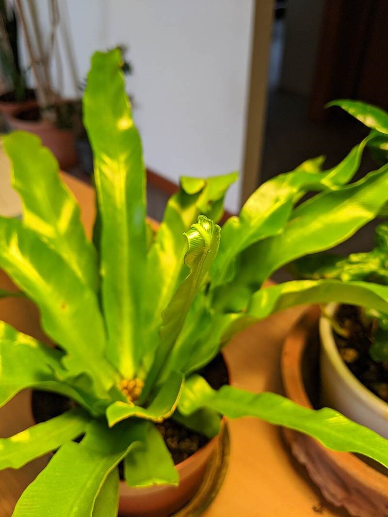 Ráng ổ phụng lá xẻ