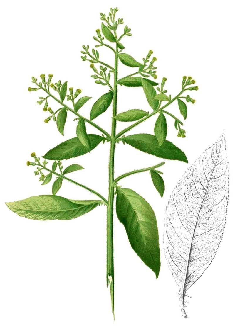 Đại bi (từ bi xanh)
