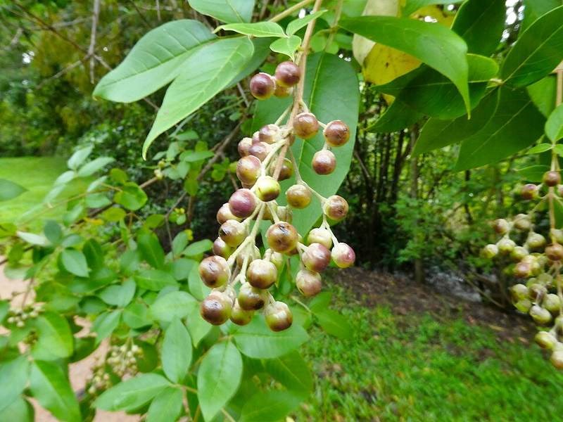 Bình linh (mẫn kinh biển)