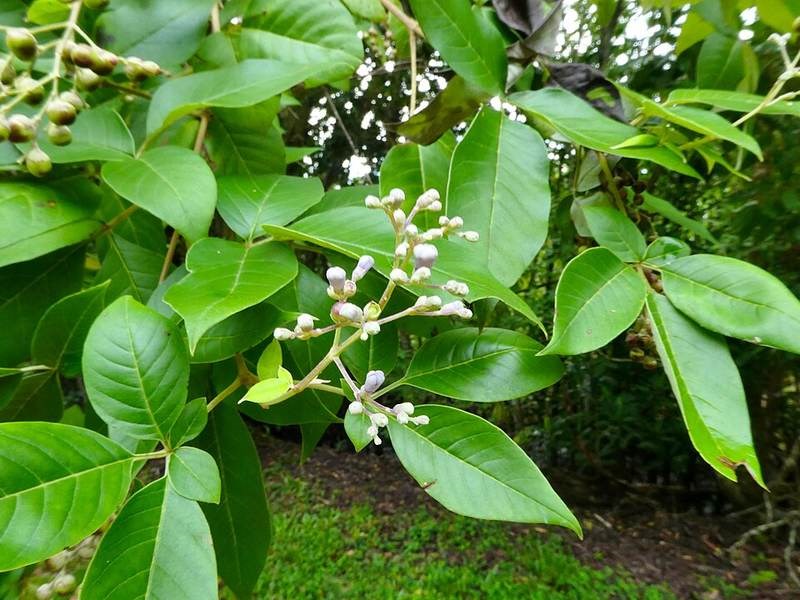 Bình linh (mẫn kinh biển)