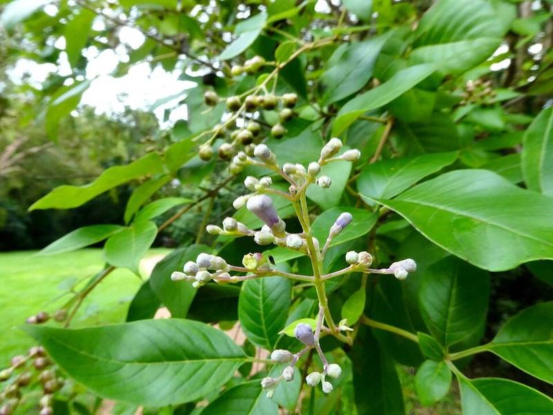Bình linh (mẫn kinh biển)