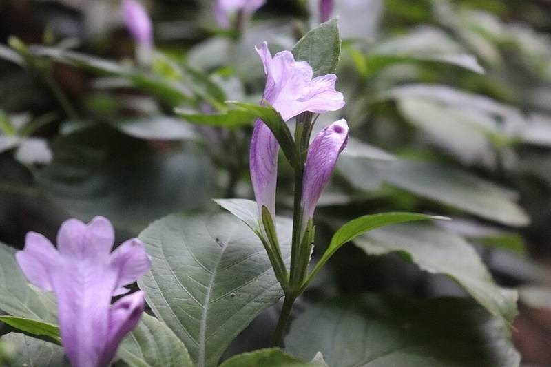 Bọ nẹt (chàm mèo)