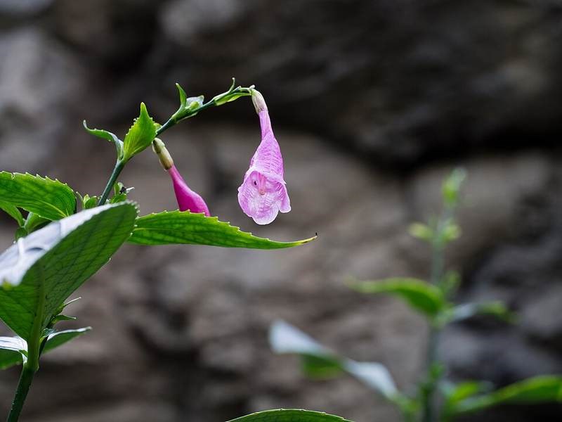 Bọ nẹt (chàm mèo)