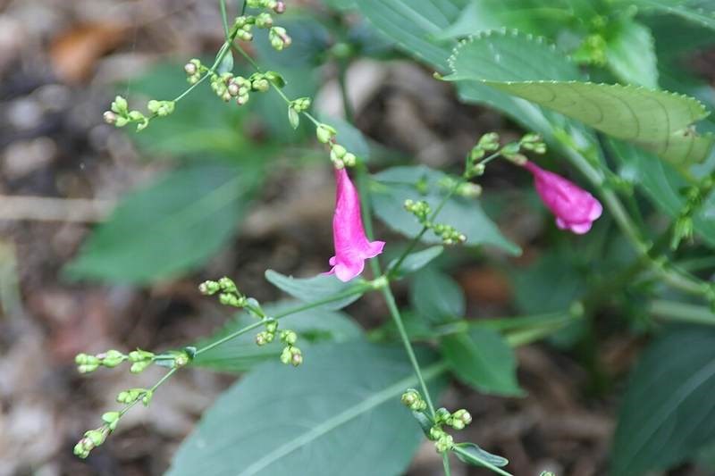 Bọ nẹt (chàm mèo)