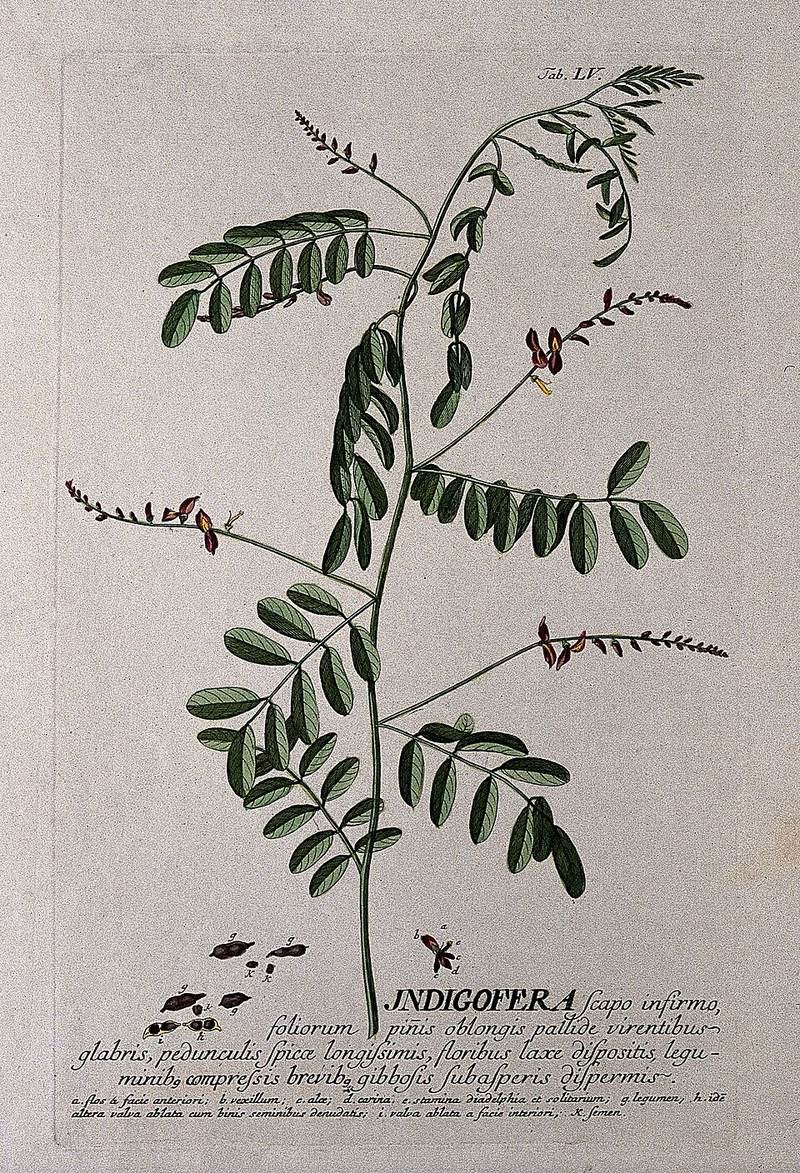 Chàm bụi