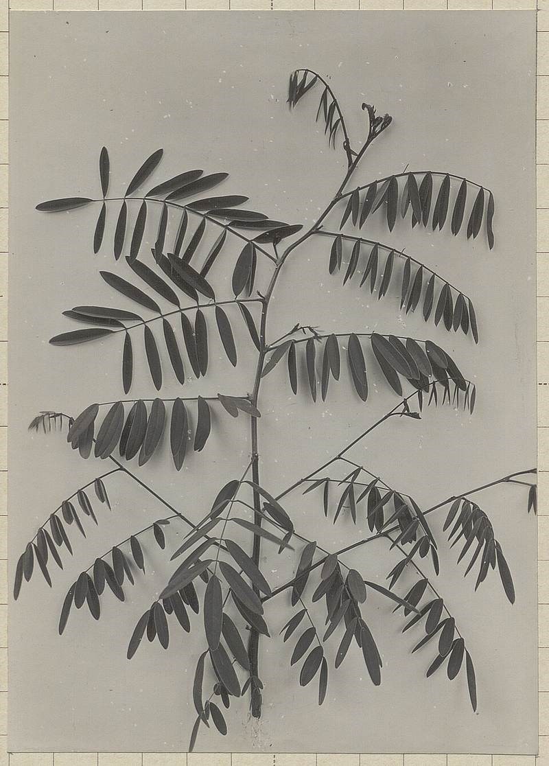 Cốt khí muồng (điền thanh bụi)