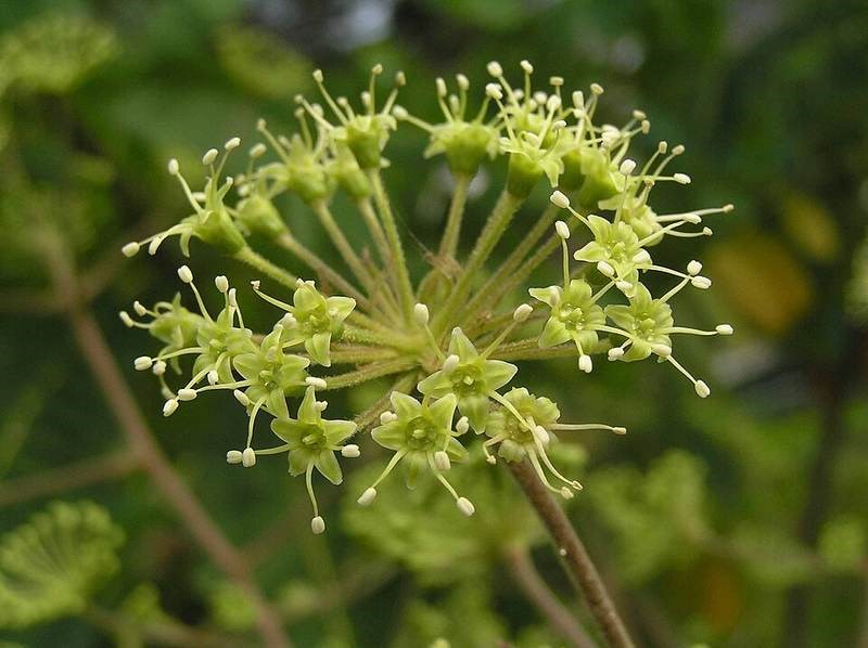 Đơn châu chấu (cuồng)