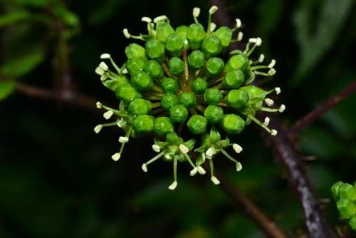 Đơn châu chấu (cuồng)