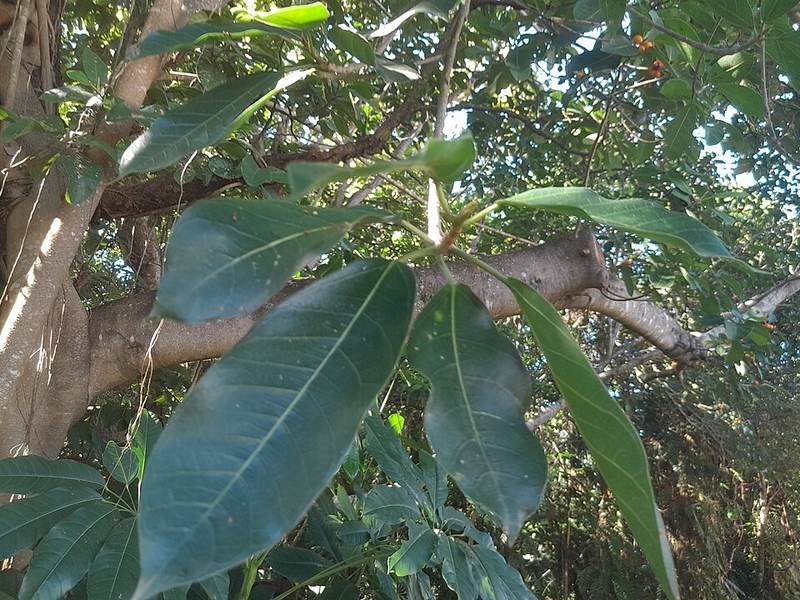 Đa lông (đa rừng)