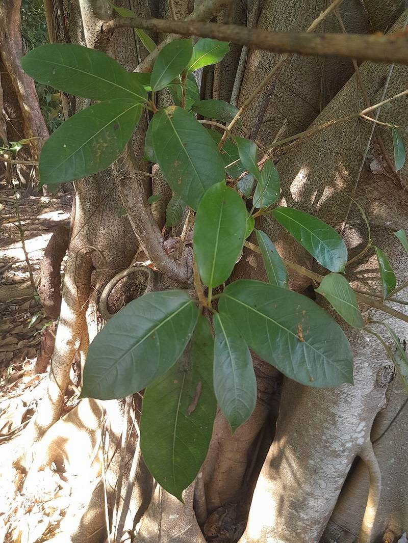 Đa lông (đa rừng)