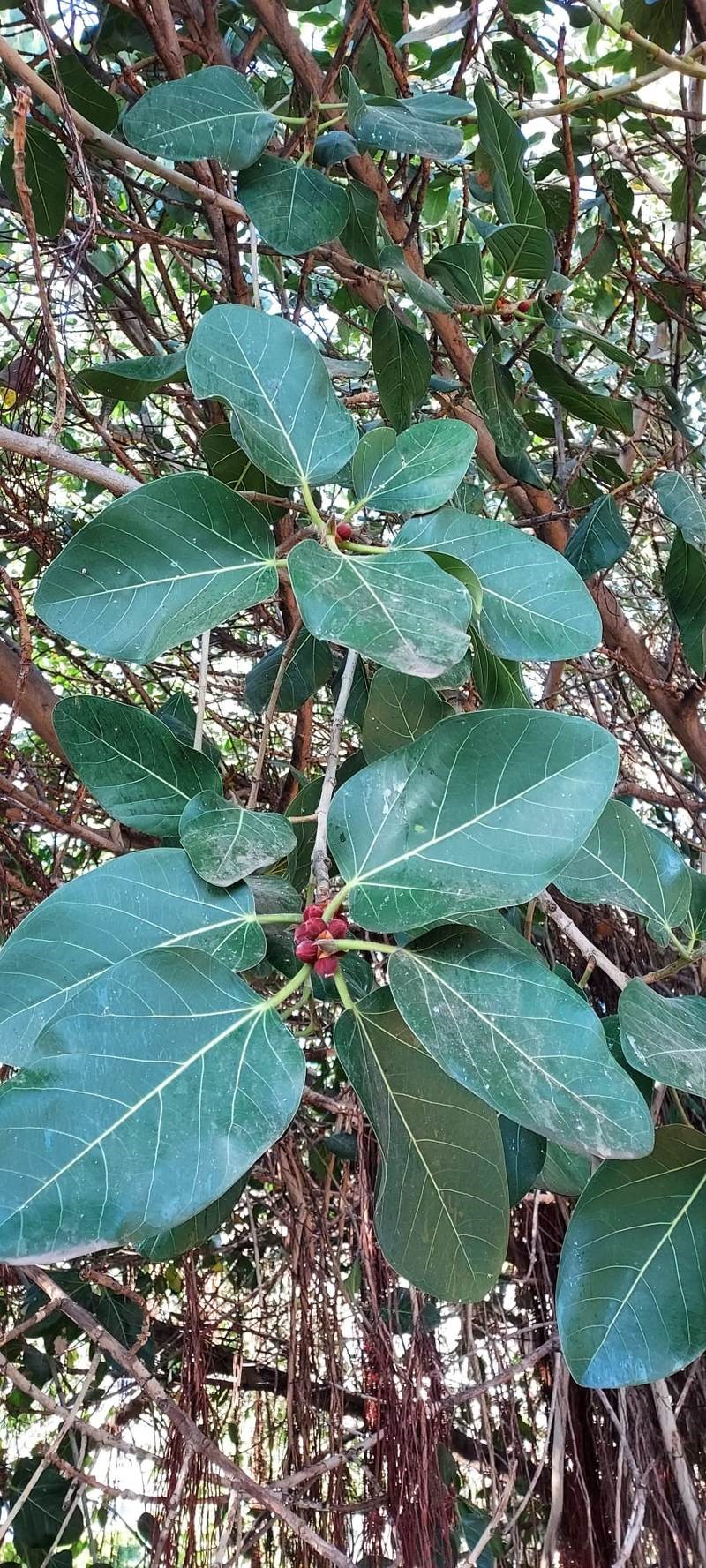 Gừa (si rễ)