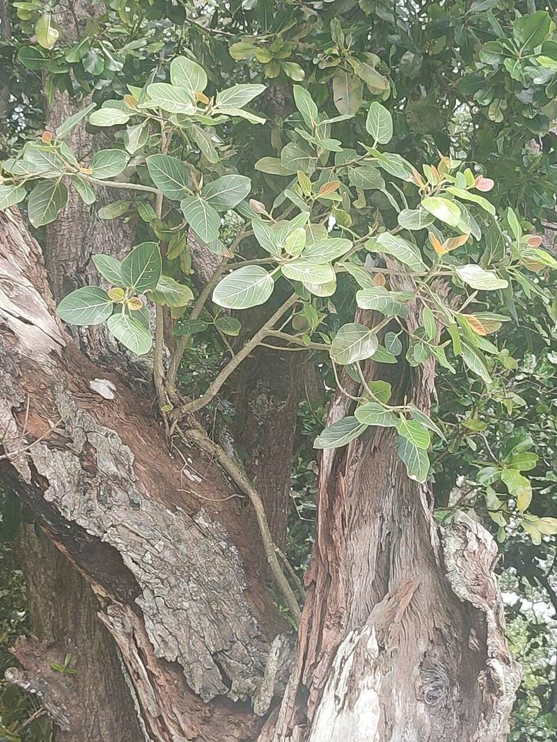 Gừa (si rễ)