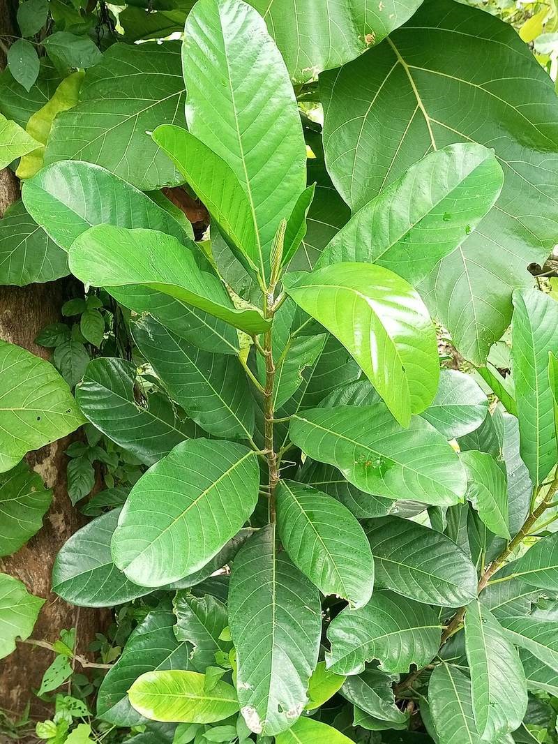 Trâm sung (sung bao)