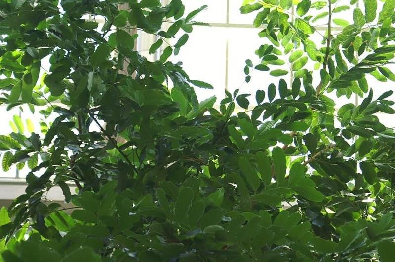 cây xà cừ
