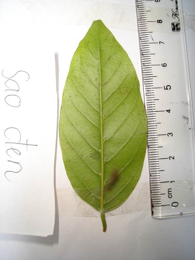 cây sao đen