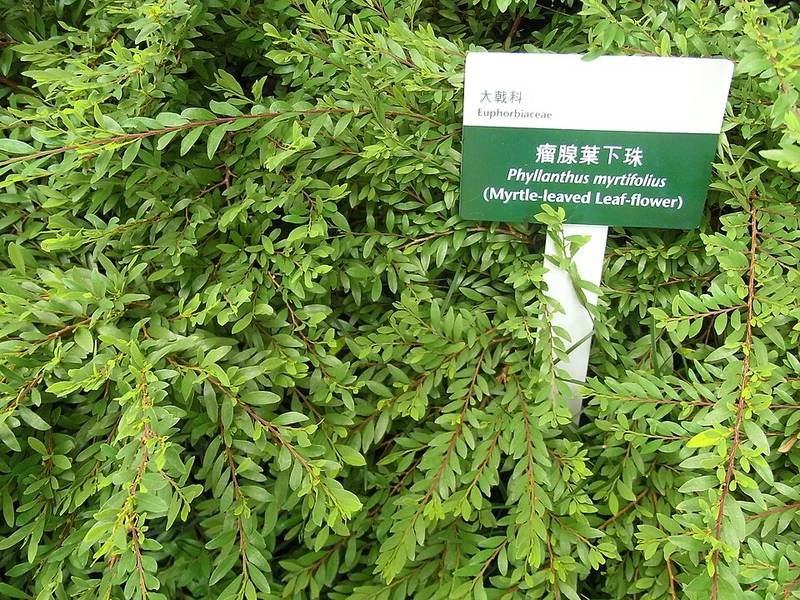 Sơn liễu Thái