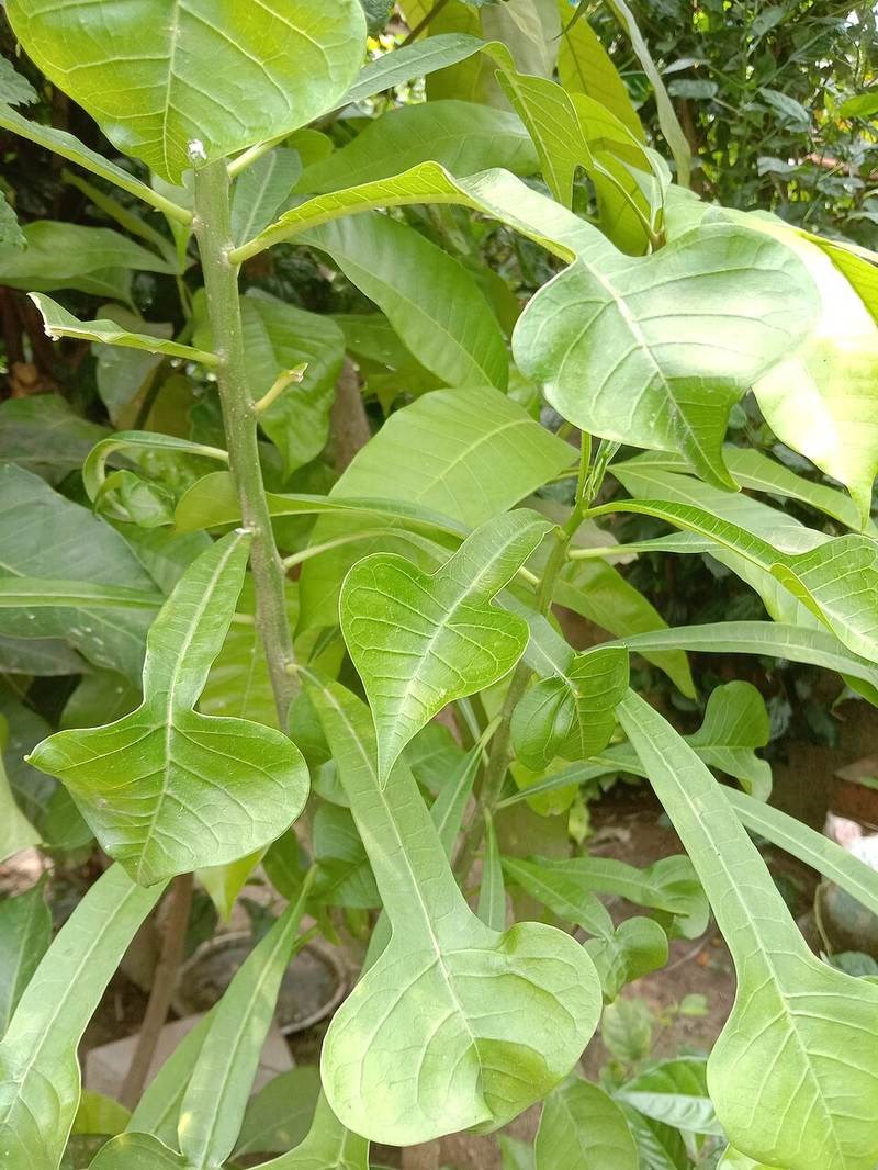Sứ diệp tiễn