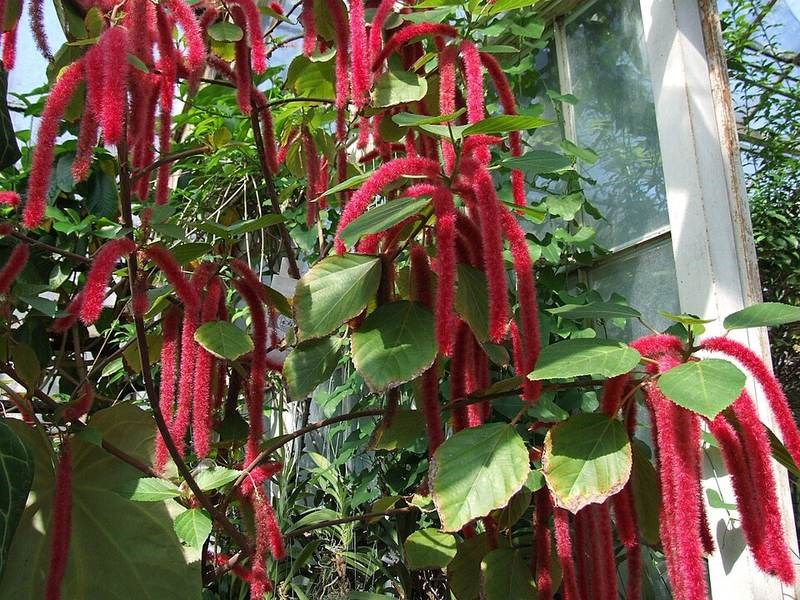 cây tai tượng đuôi chồn