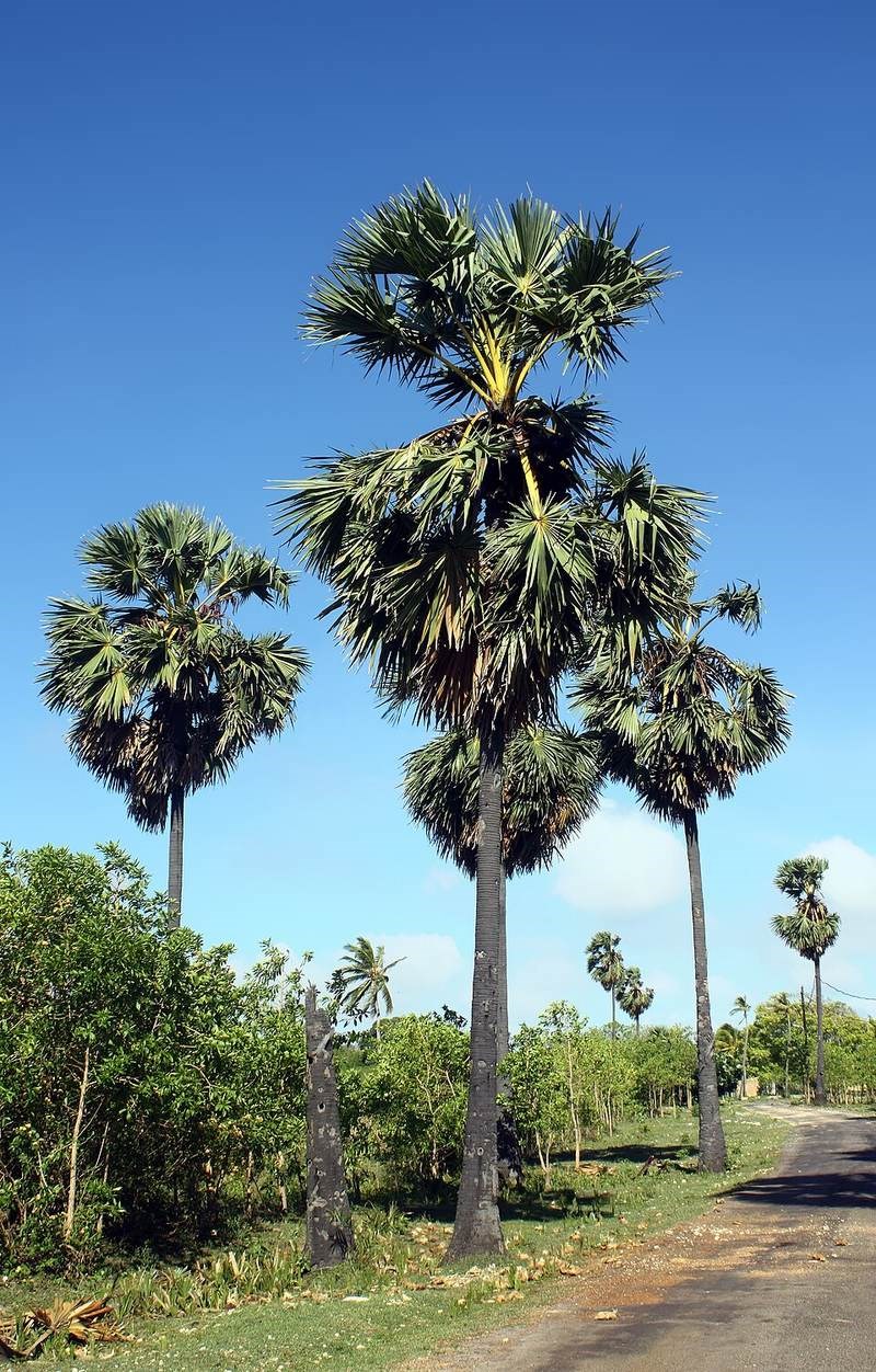thốt nốt