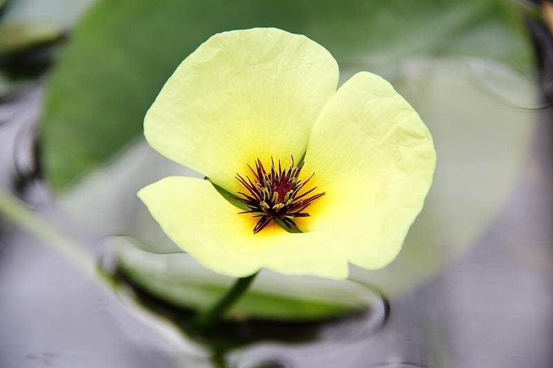 Thủy quỳnh