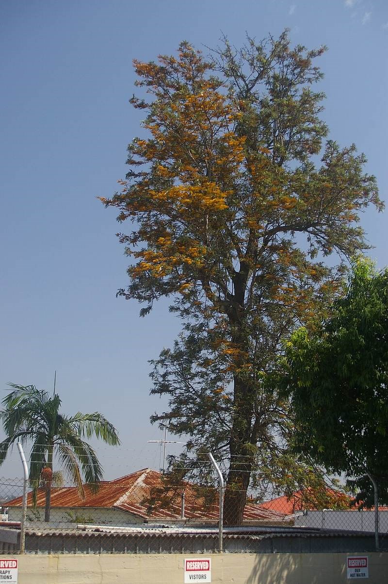 Cánh phượng, Uy ly mộc, trải bàn