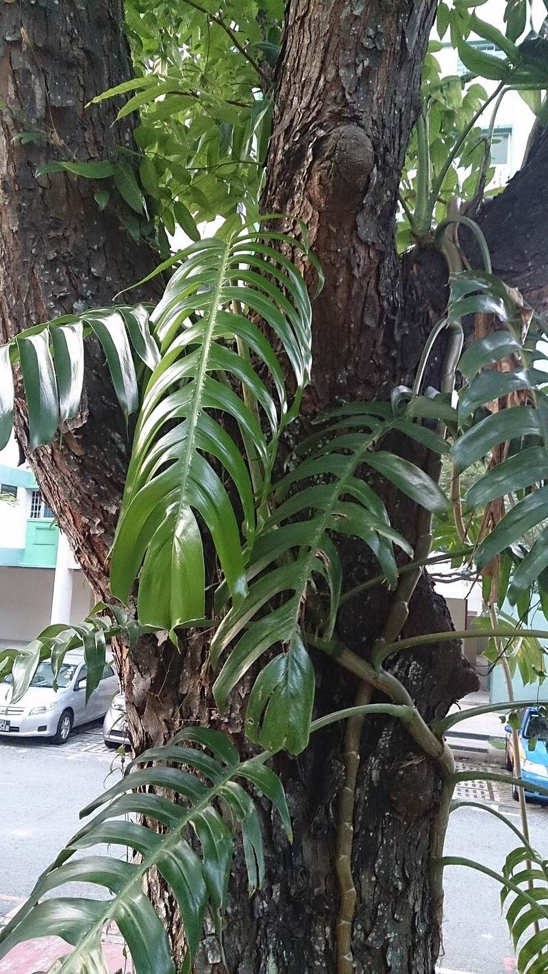 Trầu bà