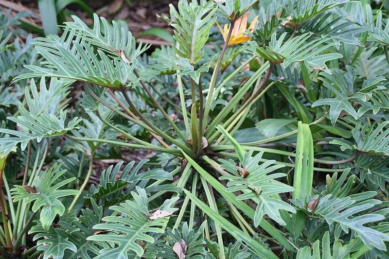 Trầu bà chân vịt