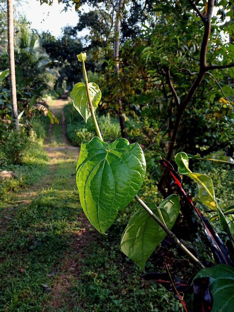 trầu không