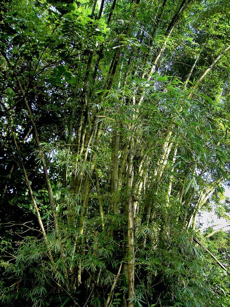tre vàng sọc