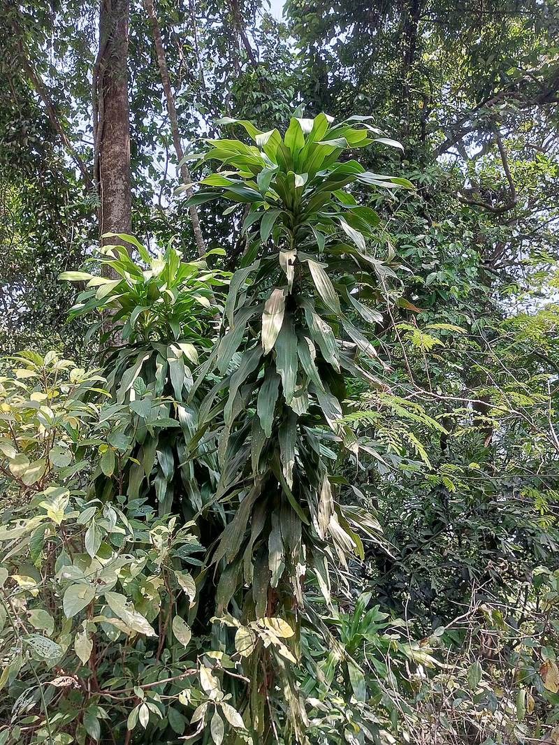 Trúc bách hợp