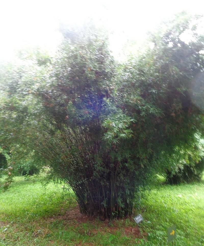 trúc quân tử