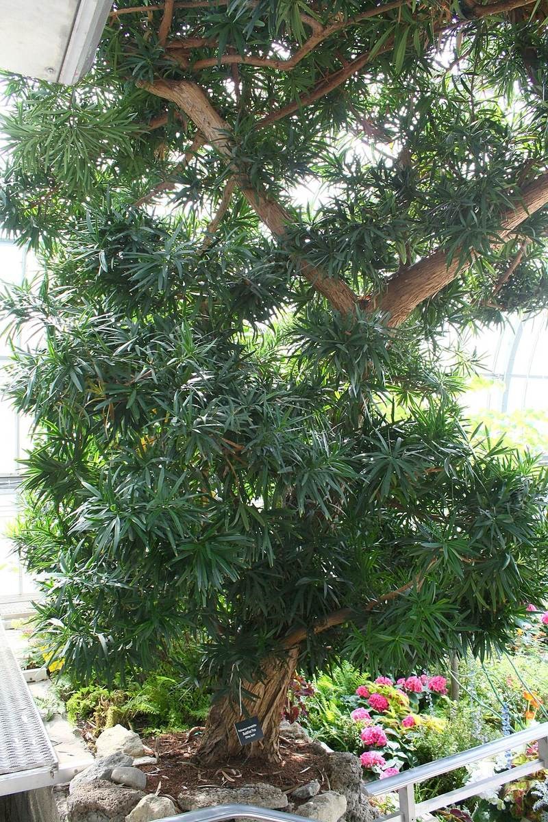 tùng bồng lai