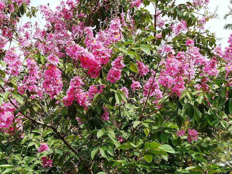 Tường vi, bá tử kinh hồng